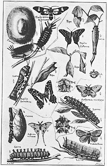 Assortment of insects
