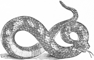 Rattlesnake